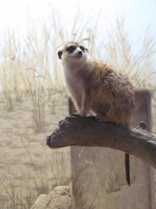 meerkat seeking